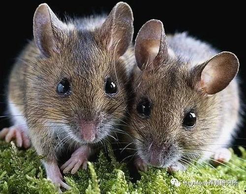 穷人养鼠大法娱乐吃瓜